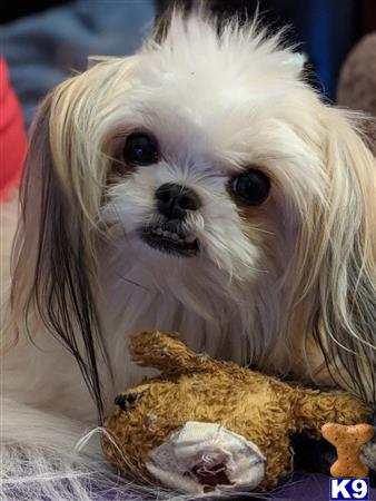 a shih tzu dog holding a stuffed animal