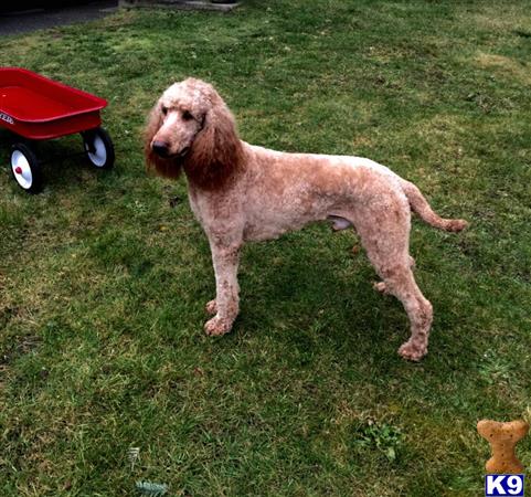 a poodle dog standing on grass
