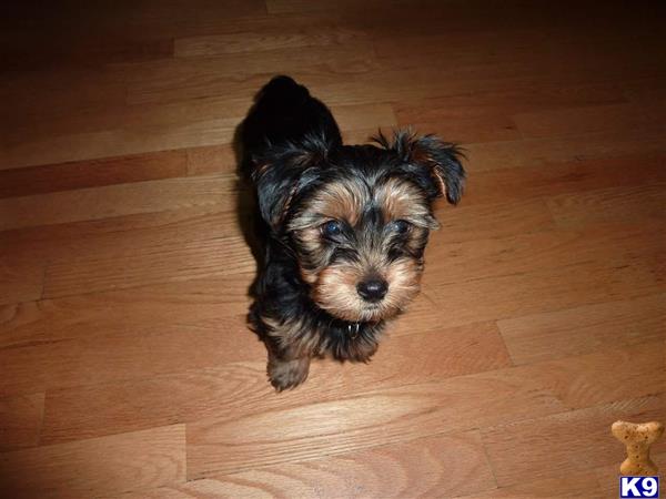 a yorkshire terrier dog sitting on a wood floor