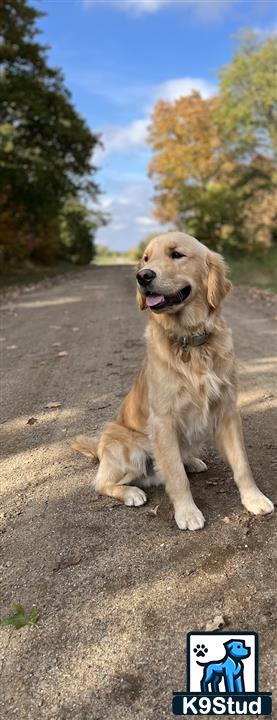 a golden retriever dog sitting on a road