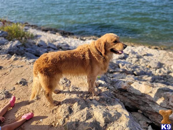 a golden retriever dog standing on a rocky beach