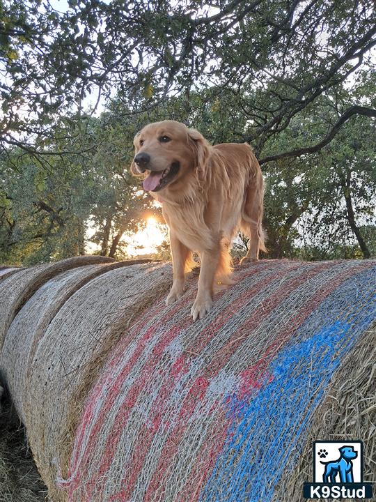 a golden retriever dog standing on a rock