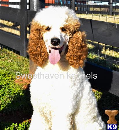 a goldendoodles dog with its tongue out