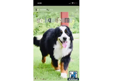 a bernese mountain dog dog standing on grass