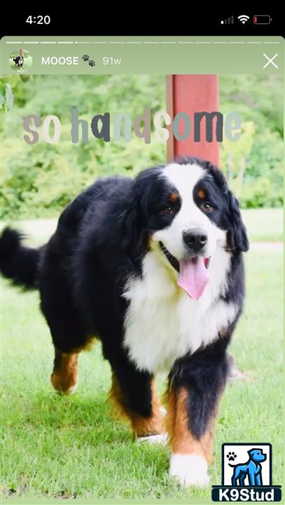 a bernese mountain dog dog standing on grass