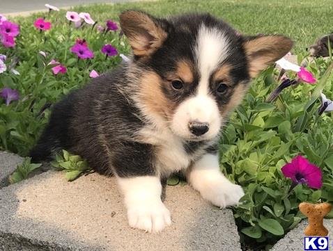 Pembroke Welsh Corgi Puppy for Sale: Tri Colors Corgi 4 Months old