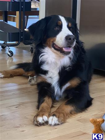 a bernese mountain dog dog sitting on the floor