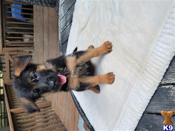 a german shepherd dog lying on a wooden surface