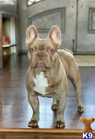 a french bulldog dog standing on a wood floor