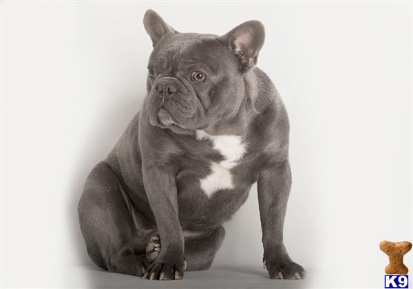 a french bulldog dog sitting looking up