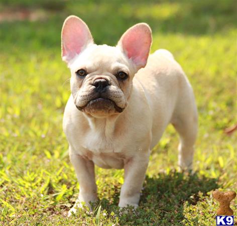 a small white french bulldog dog