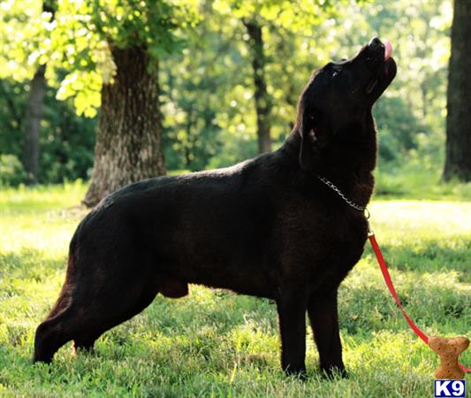 a labrador retriever dog with a leash