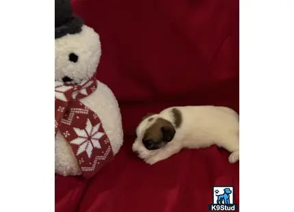 a jack russell terrier dog lying on a couch