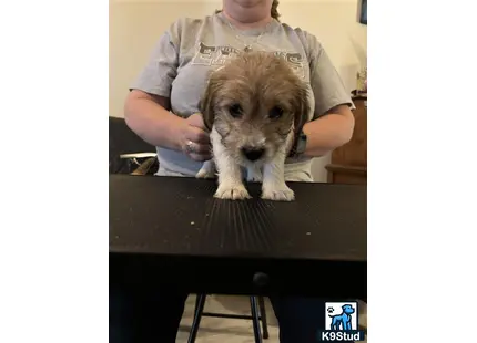 a jack russell terrier dog sitting on a table