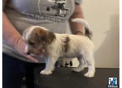 a jack russell terrier dog on a persons lap