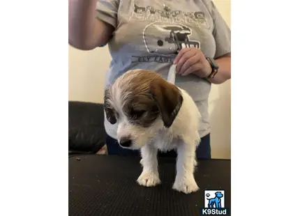 a jack russell terrier dog with a gun