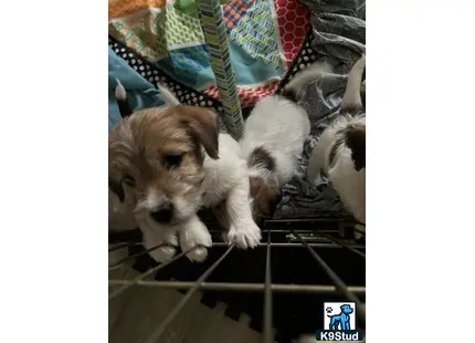 a jack russell terrier dog lying on a cage