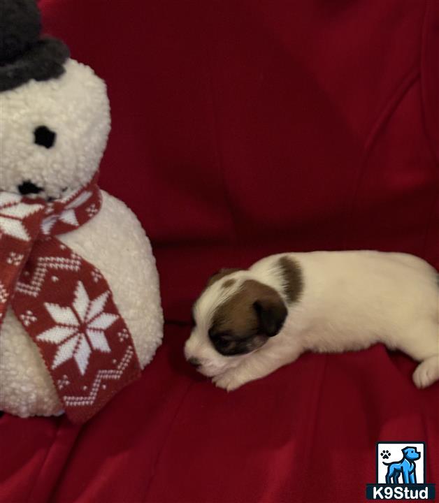 a jack russell terrier dog lying on a couch