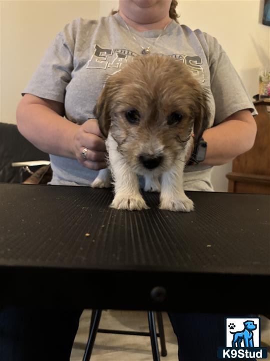 a jack russell terrier dog sitting on a table