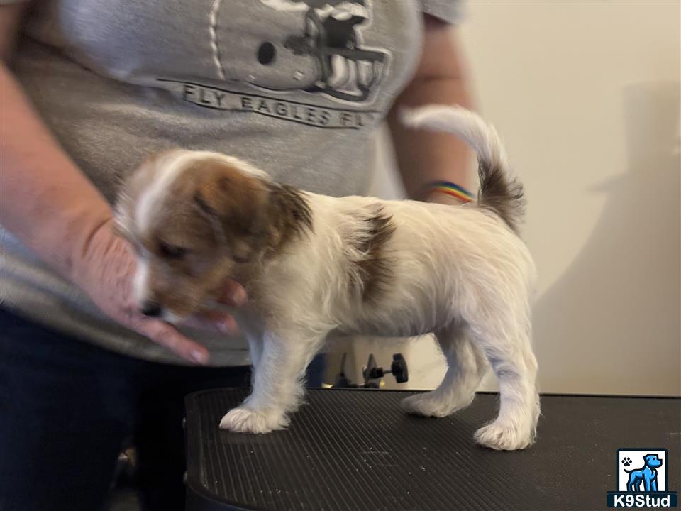 a jack russell terrier dog on a persons lap