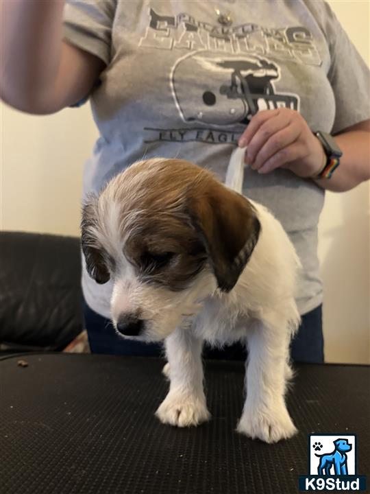 a jack russell terrier dog with a gun