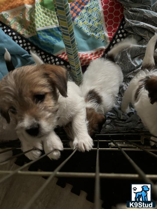 a jack russell terrier dog lying on a cage