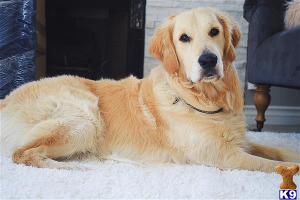 a golden retriever dog lying on the floor