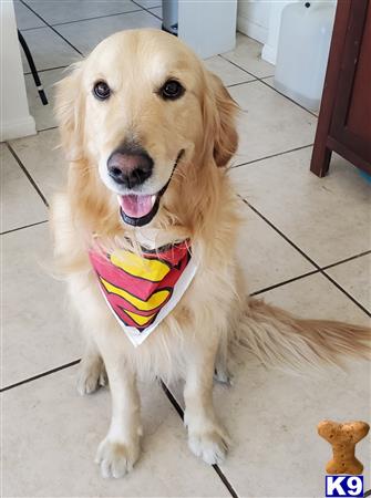 a golden retriever dog wearing a bow tie