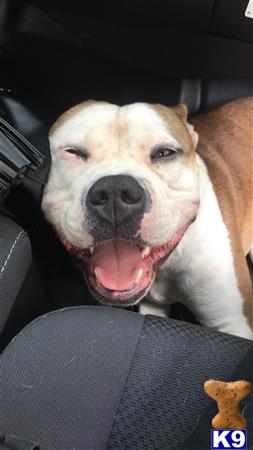 a american pit bull dog with its mouth open