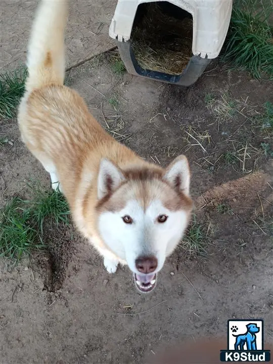 Siberian Husky