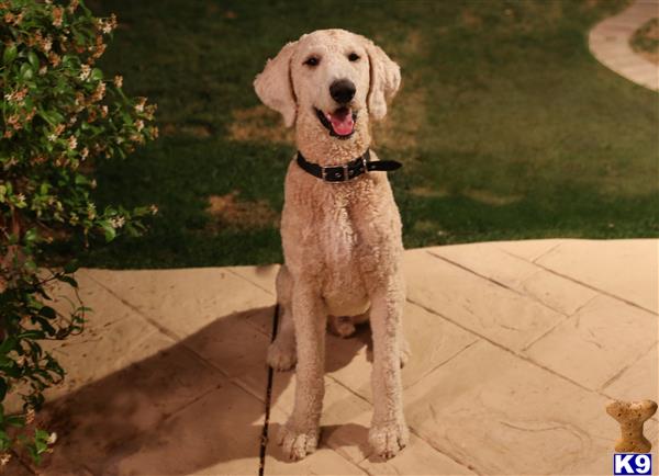 a poodle dog sitting on a patio