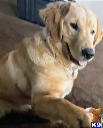 a golden retriever dog sitting on the ground