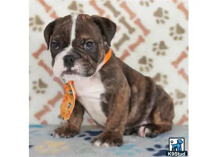 a english bulldog dog with a toy in its mouth