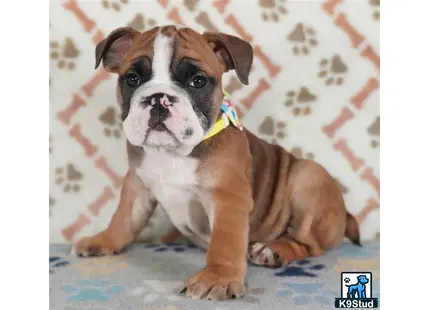 a english bulldog dog sitting on a bed