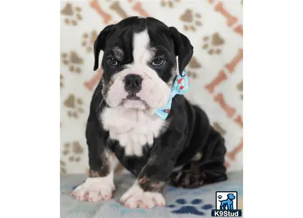 a english bulldog dog wearing a sweater