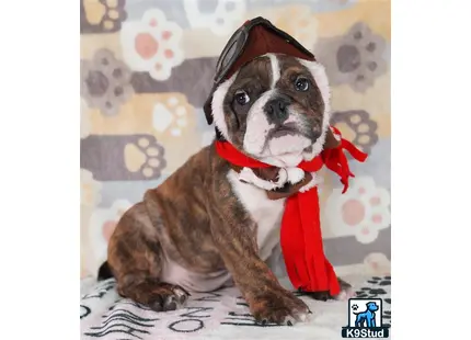 a english bulldog dog wearing a hat