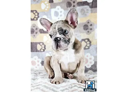 a small english bulldog puppy sitting on a bed