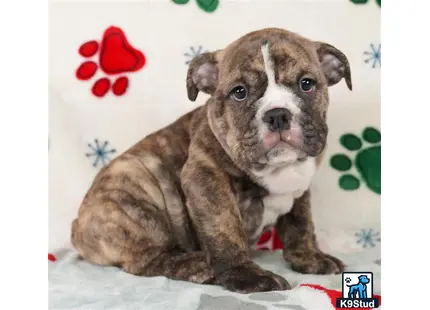 a english bulldog puppy sitting on a bed