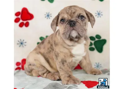 a english bulldog dog sitting on a bed