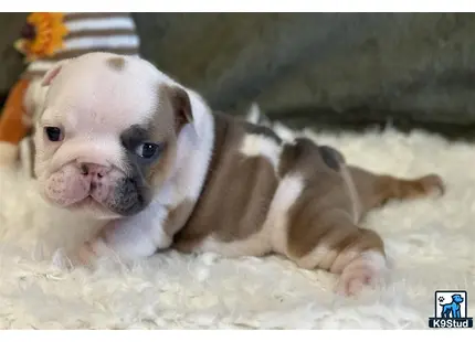 a english bulldog puppy lying on a blanket