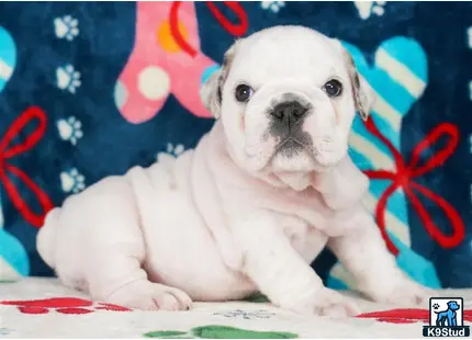 a english bulldog dog sitting on a bed