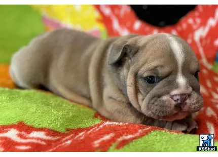 a english bulldog puppy lying on a blanket