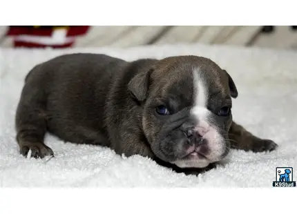 a english bulldog puppy lying on a white surface