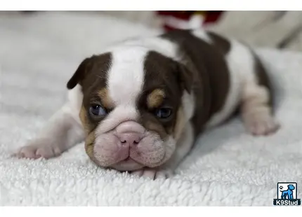 a english bulldog puppy lying on a white surface