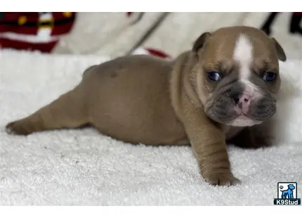 a english bulldog puppy lying on the floor