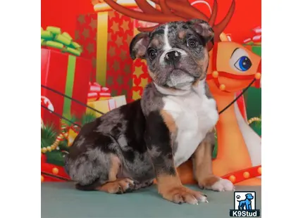 a english bulldog dog sitting on a chair