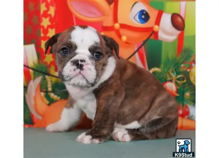 a english bulldog dog sitting on a table