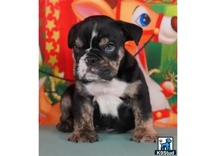 a small black english bulldog dog