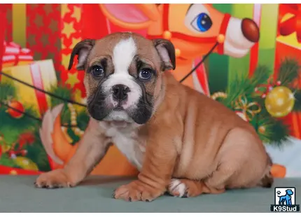 a english bulldog dog sitting on a couch