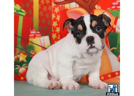 a english bulldog dog sitting on a couch